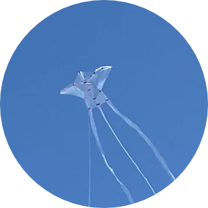 Bird kite